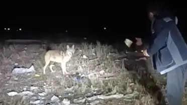 Kurtla Dostluk: Mutlu Cenkeri'nin Doğa Anı