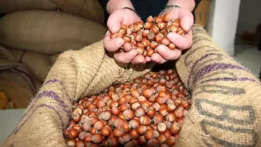 Giresun'da Fındık Fiyatları Yükseldi