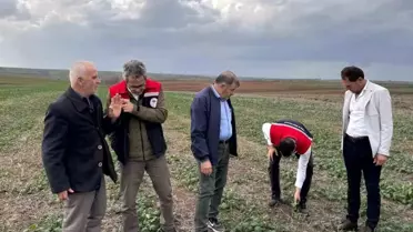 Tekirdağ’da Anıza Kanola Ekim Değerlendirmesi