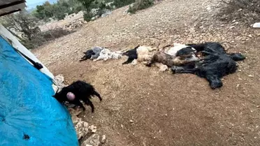 Mersin'de Yabani Hayvan Saldırısı: 12 Küçükbaş Hayvan Telef Oldu