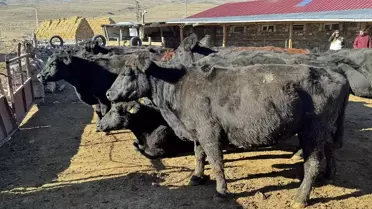 Ardahan'da Hayvancılığa Destek Projesi Başladı