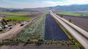 Beypazarı'nda Mor Lahana Hasadı Sona Yaklaştı