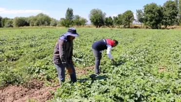 Erzincan'da ÇKS Başvuru Süreci Sona Yaklaşıyor