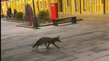 Eskişehir Tren Garı'nda Tilki Şaşırttı