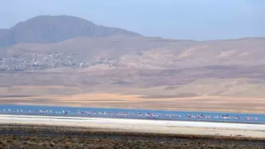 Flamingolar Van Gölü'nden Ayrılmıyor