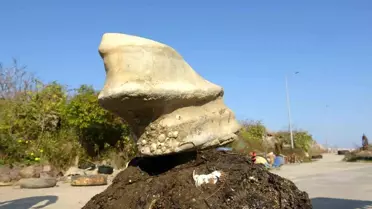 Giresun'da İlginç Deniz Buluntusu
