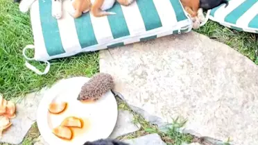 Kedi ve Kirpi Yavrularının Dostluğu