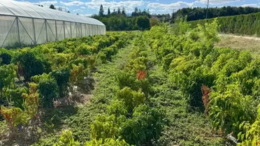 Kırşehir Cezaevi'nden Tarım ve Hayvancılık Üretimi