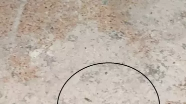 Fırın denetiminde mide bulandıran görüntüler, zabıta böcek çeşitlerini saymakla bitiremedi