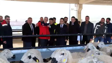 Yıldızeli'nde Koyun ve Koç Dağıtıldı