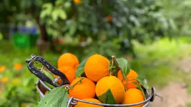 Havran Mandalinasında Hasat Devam Ediyor