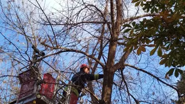 Kedi Ağaçtan İtfaiye ile Kurtarıldı