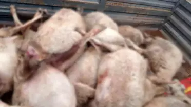 Sungurlu'da Kurt Saldırısı: 30 Küçükbaş Hayvan ve 1 Köpek Telef Oldu