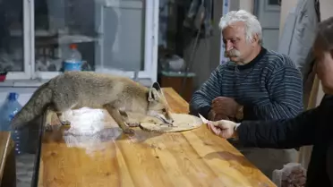 Zile'de Tilkilere Sevgiyle Bakıyor