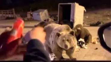 Bursa'da Ayı ile Tehlikeli Anlar