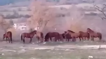 Yılkı Atları Şehir Merkezine İndi