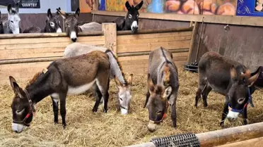 Almanya, Gazze'den gelen 8 eşeğe sığınma hakkı verdi