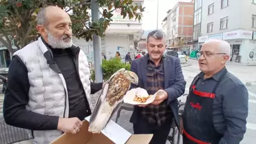 Yaralı Kızıl Şahin Koruma Altına Alındı