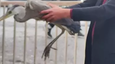 Bitkin Gri Balıkçıl Bakıma Alındı