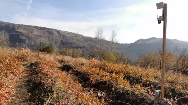Erzincan'da Ayıların Üzüm Bağlarına Saldırısı