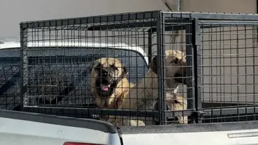 Karlıova'da 330 Sahipsiz Köpek Barınağa Teslim Edildi