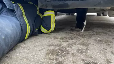 Taşköprü'de Minibüsten Kedi Yavrusunu Kurtardılar