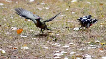 Sarıkamış'ta Yaban Hayat Şöleni
