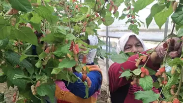 Silifke'de Turfanda Karadut Hasadı Başladı