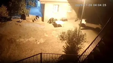 Sırtlanlar Tavuk Kümesini Soydu