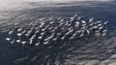 Tuzla Palas Gölü'nde Kuş Zenginliği