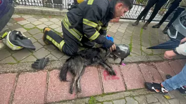 Fethiye'de Yangında Bir Köpek Öldü, Diğeri Kurtarıldı