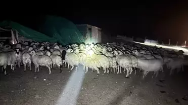 Yoğun Siste Kaybolan Koyunlar Bulundu