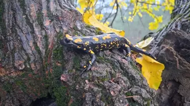 Nesli Tükenme Tehlikesi Altındaki Semender Gözlemlendi