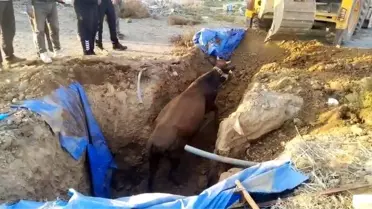 Kırıkhan'da Çukura Düşen Büyükbaş Hayvan İtfaiye Ekipleri Tarafından Kurtarıldı