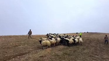 Kaybolan 200 Küçükbaş Hayvan Bulundu