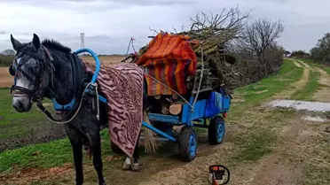 Uzunköprü'de İzinsiz Ağaç Kesimi: 2 Gözaltı