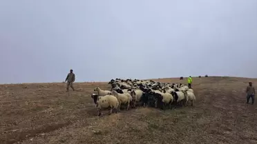 Muş'ta 200 Küçükbaş Hayvan Bulundu