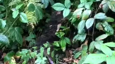 Yavru Ayı Kurtarıldı