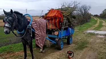 Edirne'de İzinsiz Ağaç Kesimi: 2 Gözaltı