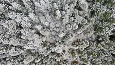 Ilgaz Dağı'nda Kar ve Sis