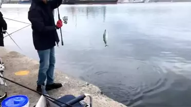 Bandırma'da Palamut Avı Coşkusu