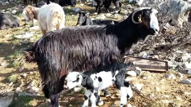 Keçi Çalıştayı'ndan Önemli Sonuçlar