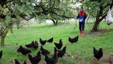 Kocaeli'de Doğal Salma Yumurta Tavukçuluğu Projesi Devam Ediyor