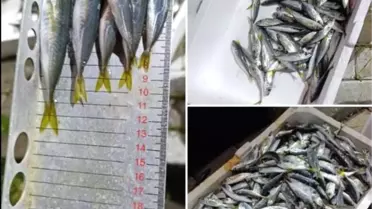 Bursa'da İstavrit Denetimi: 33 Kasa El Konuldu