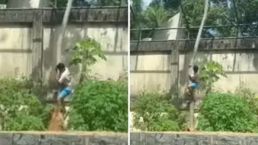 Tutkusu sonu oldu! 6 metrelik duvarı aşıp aslan kafesine girdi, sonrası facia