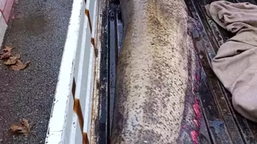 İznik'te 65 Kiloluk Dev Yayın Balığı Yakalandı