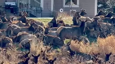 ABD'de geyik alarmı verildi; dev sürü bahçeleri istila etti