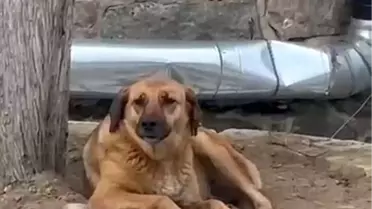 Bursa'da Sokak Köpeği Ezana Eşlik Etti