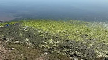 Tuzla Sulak Alanı'nda Flamingo Şöleni