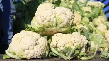 Bilet fiyatları artarken, karnabahar dibi gördü!